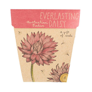 Sow 'n Sow - A Gift of Seeds - Everlasting Daisy