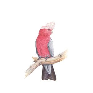 Jeremy Boot - Gift/Greeting Card Pack - Australian Colourful Parrots