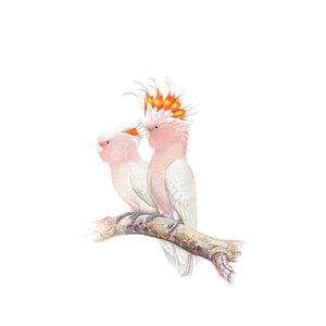 Jeremy Boot - Gift/Greeting Card Pack - Australian Colourful Parrots