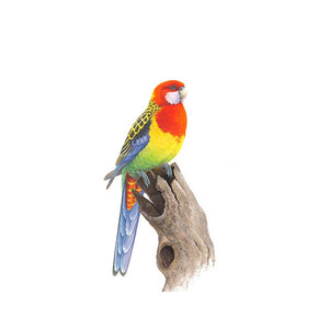 Jeremy Boot - Gift/Greeting Card Pack - Australian Colourful Parrots