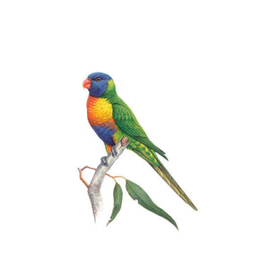 Jeremy Boot - Gift/Greeting Card Pack - Australian Colourful Parrots