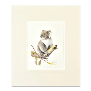 Jeremy Boot - Mounted Print - Koala