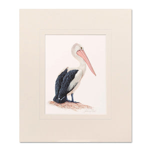 Jeremy Boot - Mounted Print - Pelican