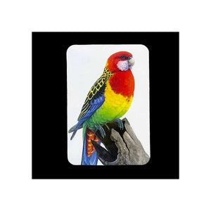 Jeremy Boot - Magnet Pairs - Rosella & Lorikeet