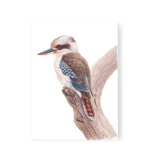Jeremy Boot - Greeting Card - Kookaburra