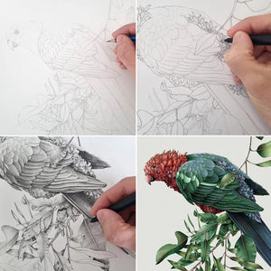 Marini Ferlazzo - Mug - Australian King Parrot