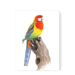 Jeremy Boot - Greeting Card - Eastern Rosella