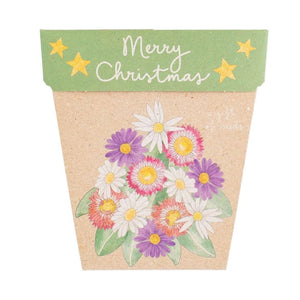 Sow 'n Sow - Gift of Seeds - Christmas Native Daisies